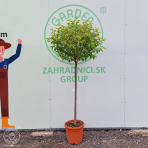 Okrasná višňa (Prunus Frutiosa) ´GLOBOSA´ výška 170-190 cm, obvod kmeňa 10/12 cm, kont. C25L 